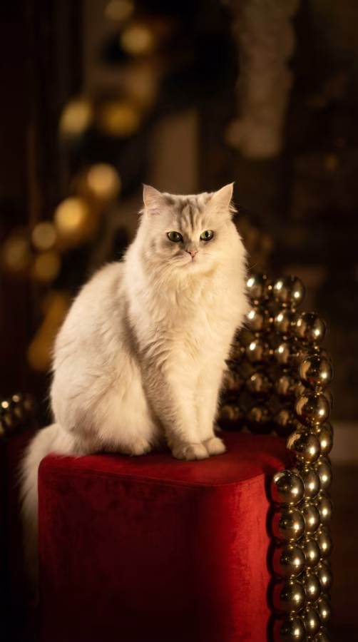 Úkryt Cat Home při použití
